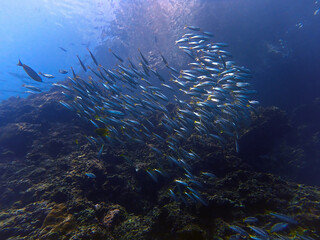 Underwater photo of school of fish (Yellow Snappers) at the coral reef. 