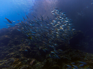 Underwater photo of school of fish (Yellow Snappers) at the coral reef. 