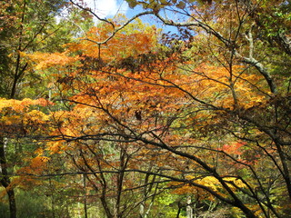 熊本県阿蘇郡南小国町、マゼノ渓谷の美しい紅葉の風景