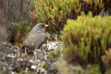 Volcano junco (Junco vulcani) is a New World sparrow endemic to the Talamancan montane forests of Costa Rica and western Panama. 