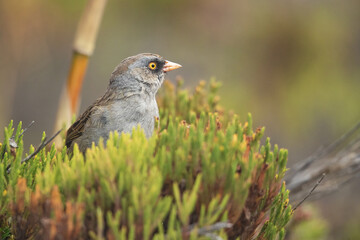 Volcano junco (Junco vulcani) is a New World sparrow endemic to the Talamancan montane forests of Costa Rica and western Panama. 