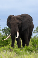 Fototapeta na wymiar a big bull african elephant in the wild