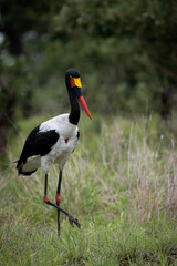 a saddle-billed stork in the wild