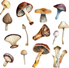 Vector collection of detailed hand painted mushrooms set isolated on white background. Watercolor botany illustrations