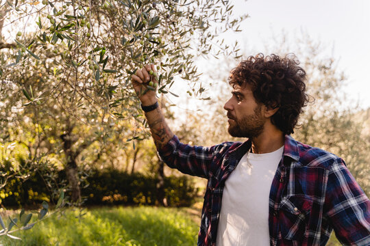 Man examining olive on branch of tree