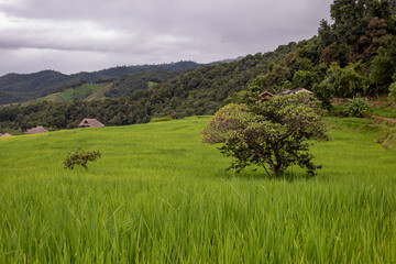 Fototapeta na wymiar Photo of rice terraces and blurred nature background