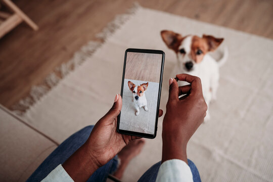 Woman photographing pet dog through smart phone at home