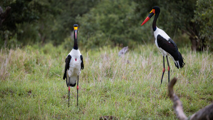 a pair of saddle billed storks