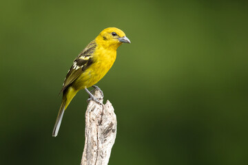 Flame-colored tanager (Piranga bidentata), formerly known as the stripe-backed tanager, is a medium-sized American songbird in the family Cardinalidae, the cardinals or cardinal grosbeaks.