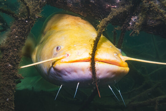 Albino Wels Catfish (Silurus Glanis), Quarry Lake, Czech Republic