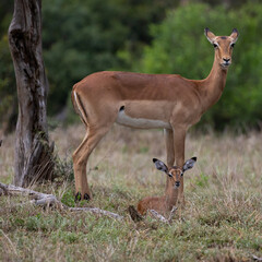 an impala ewe and a new born lamb