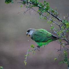 a Brown-headed parrot feeding on seeds