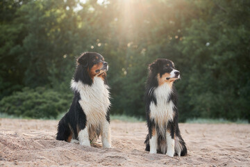 portrait of two dogs of the same breed together. Beautiful Australian Shepherds in nature