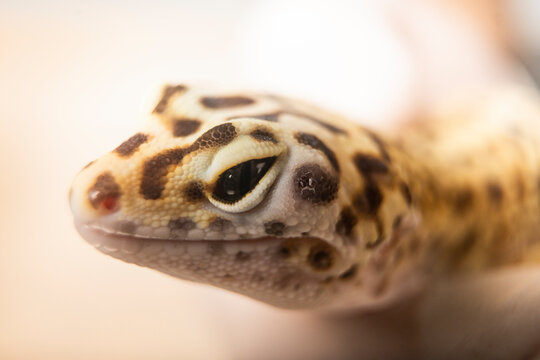 Close-up of patterned leopard gecko