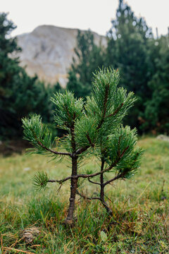 Growth of pine plant in front of trees