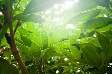 Beautiful sun rays passing through lush green tree leaves. Gentle sun beams in the morning sipping through foliage. Beautiful nature background.