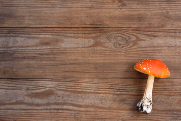 Hallucinogenic toadstool mushroom with dirty leg on wooden boards with space for text. Dangerous...