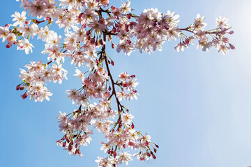 Pink blooming branches over the blue sky,