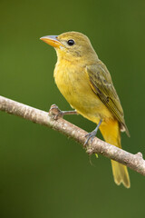 Summer tanager (Piranga rubra) is a medium-sized American songbird. Formerly placed in the tanager family (Thraupidae), it and other members of its genus are now classified in the cardinal family