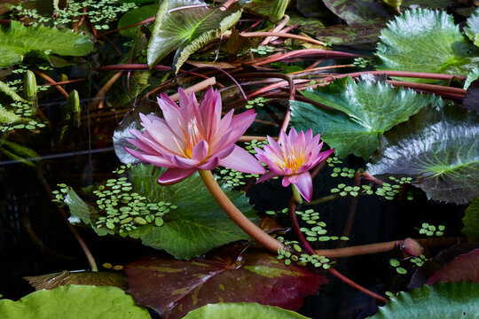 Two Flowers Of Pink Water Lily, Also Called Venus Water Lily Or Pygmy Lily (Nymphaea Tetragona)