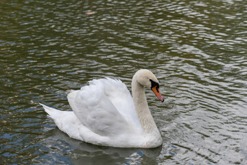 White mute swan gliding on a pond with erect wings