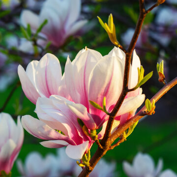 branch of blossoming magnolia. closeup nature background in early spring