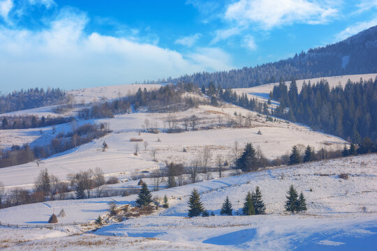 rural landscape in winter. coniferous forest on the snow covered hill. wonderful mountain scenery in evening light