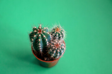 Cactus on a green background top view. free meta for text