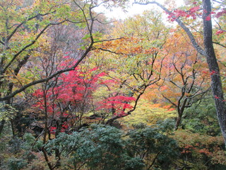 熊本県阿蘇郡南小国町、マゼノ渓谷の美しい紅葉の風景