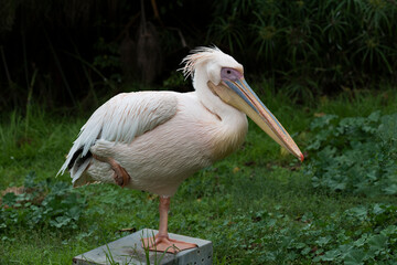 Standing American White Pelican