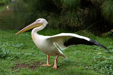 Fototapeta na wymiar Standing American White Pelican with spread wings