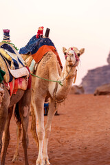 Camel with saddle standing in Jordan desert Wadi Rum, close-up portrait