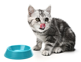 Cat kitten grey striped licking mouth. Portrait hungry kitty with food on isolated white background