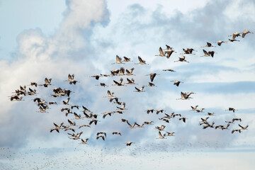 A flock of common crane (Grus grus) flying during autumn migration. Estonia, Northern Europe