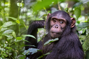 Adult chimpanzee, pan troglodytes, in the forests of Kibale, Uganda. This chimp has a very pronounced cataract, making him blind in one eye
