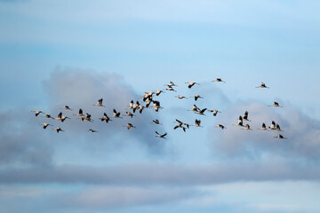 A flock of common crane (Grus grus) flying by during migration. Estonia, Northern Europe