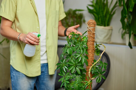 Man gardener spraying, watering Schefflera pot at home