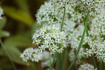Flowering white Garlic chives in autumn