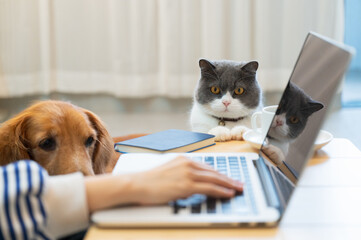 British Shorthair and Golden Retriever accompany their owners to work remotely from home