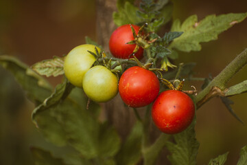 Beautiful ripe and unripe cherry tomatos in a private greenhouse,  grown organically