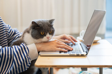 Fototapeta premium British Shorthair cat accompanies its owner to telecommute at home