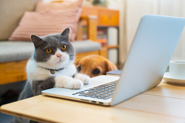 British shorthair cat lying in front of the computer pretending to work