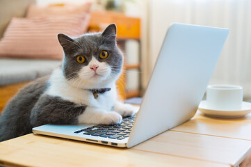 British shorthair cat lying in front of the computer pretending to work