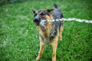 Playful Dog German Shepherd  tries to catch water from garden hose on a hot summer day at backyard home..