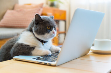 Fototapeta premium British shorthair cat lying in front of the computer pretending to work