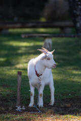 Obraz premium 可愛いヤギ