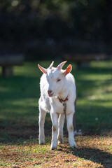 Obraz premium 可愛いヤギ