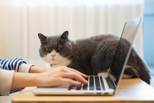 British Shorthair cat accompanies its owner to telecommute at home