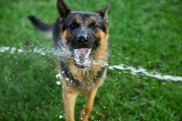 Playful Dog German Shepherd  tries to catch water from garden hose on a hot summer day at backyard home..