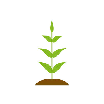 single plant icon shown on white background - vector icon. 